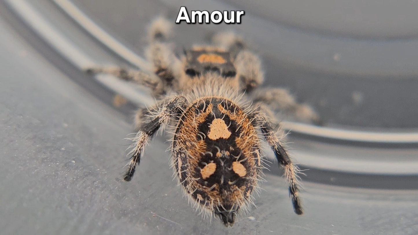 Amour - Female Regal
