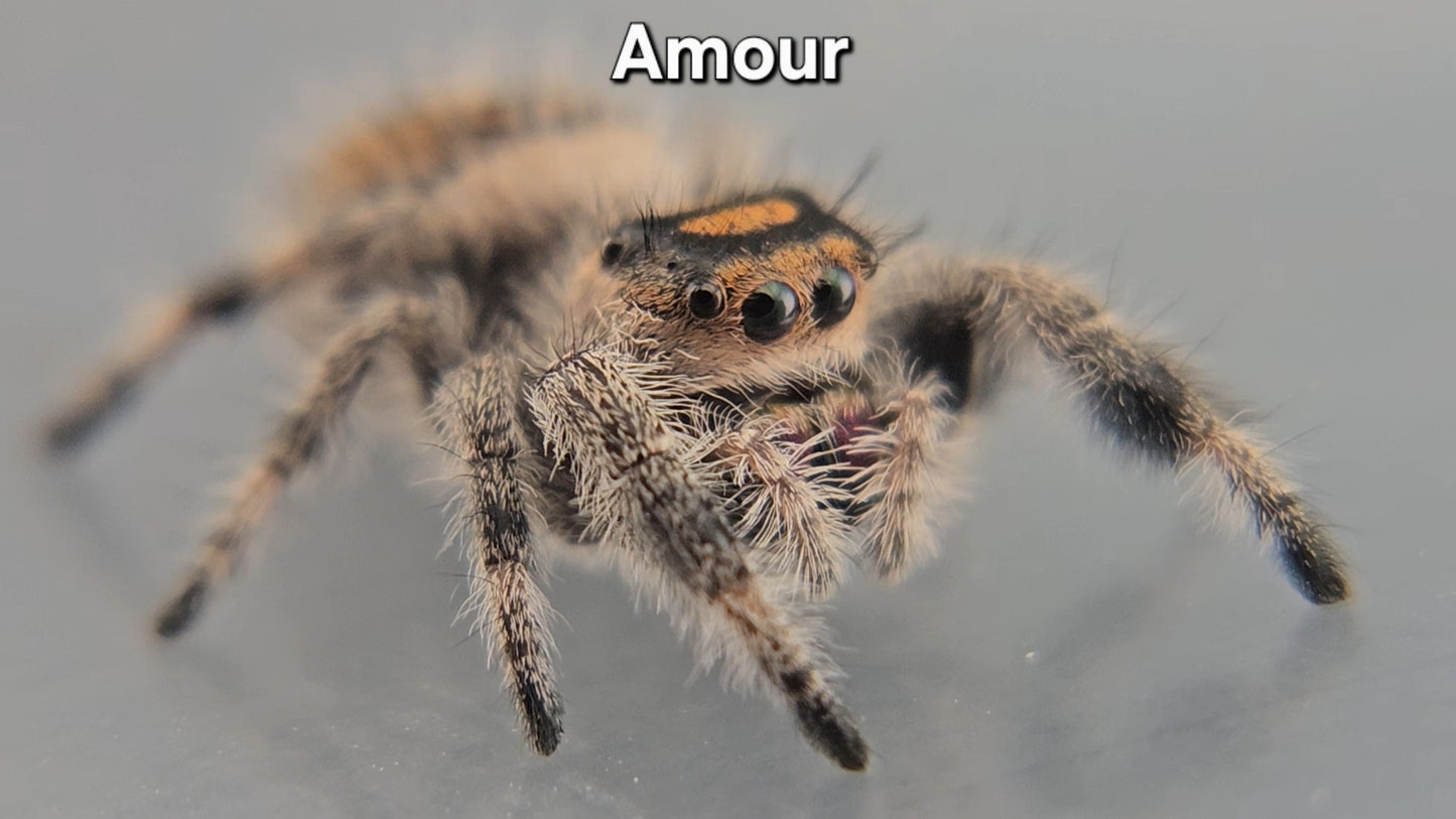 Amour - Female Regal
