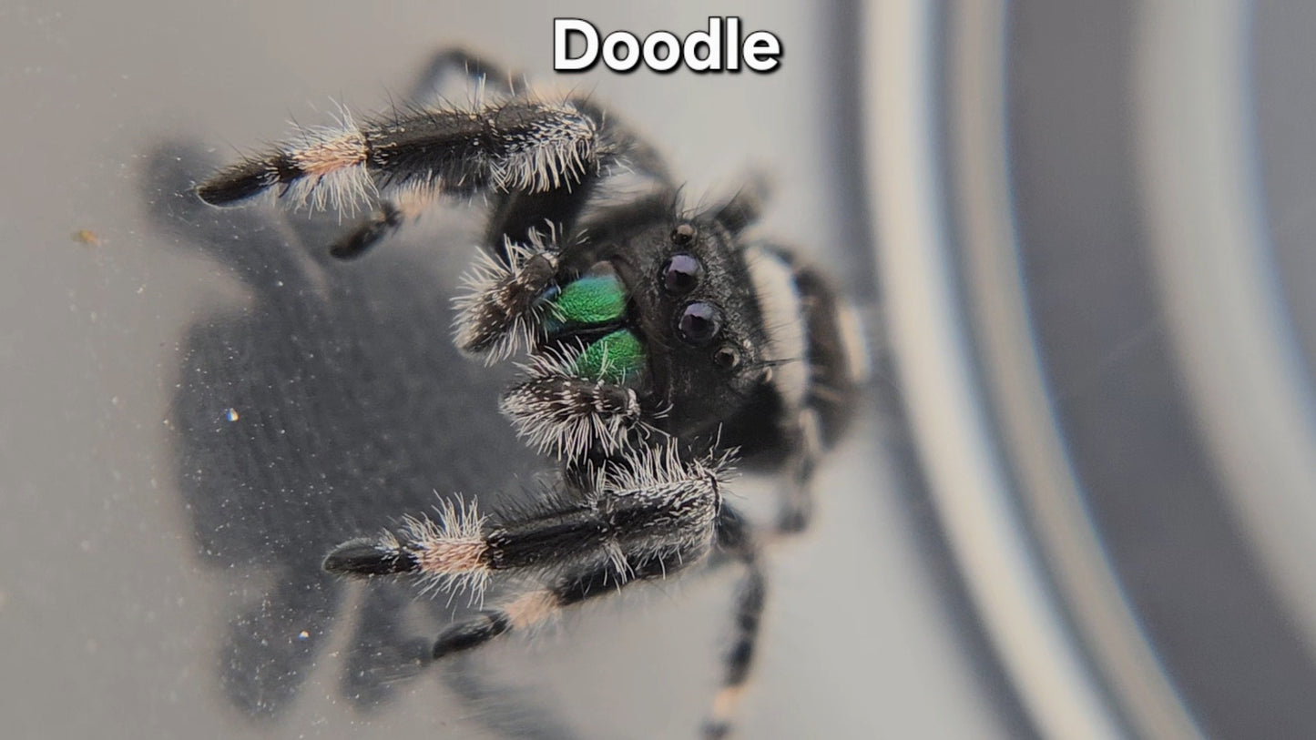 Doodle - Male Regal