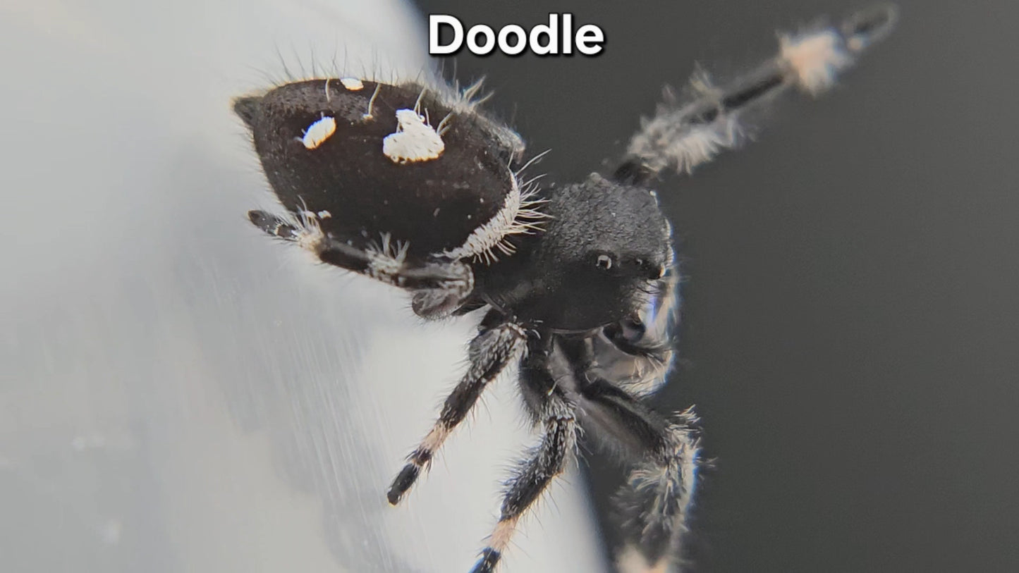 Doodle - Male Regal