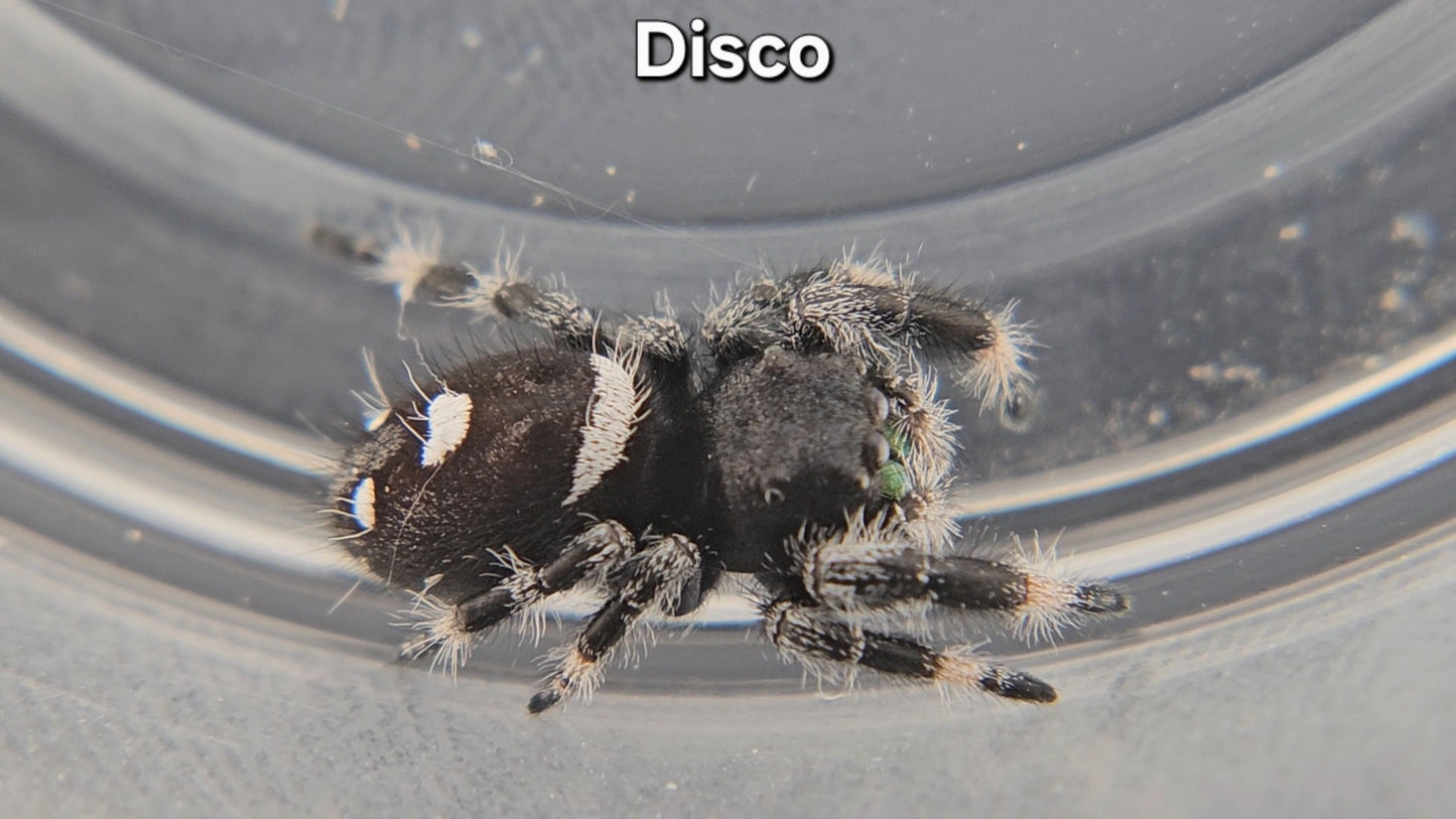 Disco - Male Regal