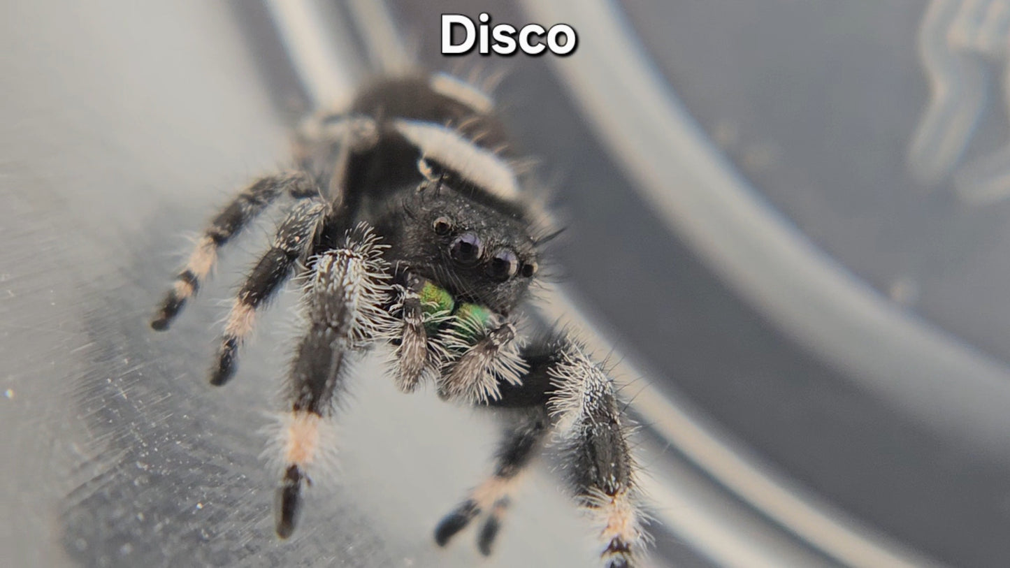 Disco - Male Regal