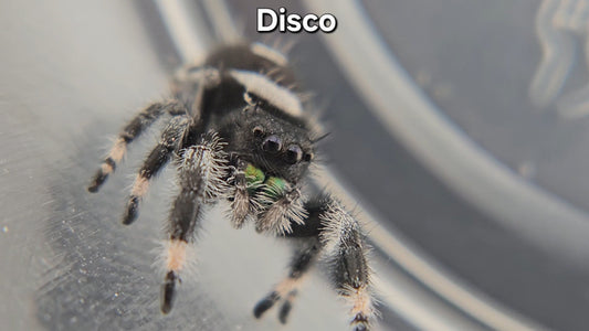 Disco - Male Regal