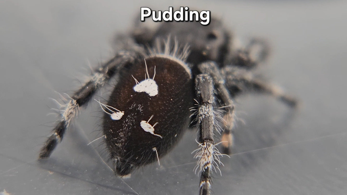 Pudding - Male Regal