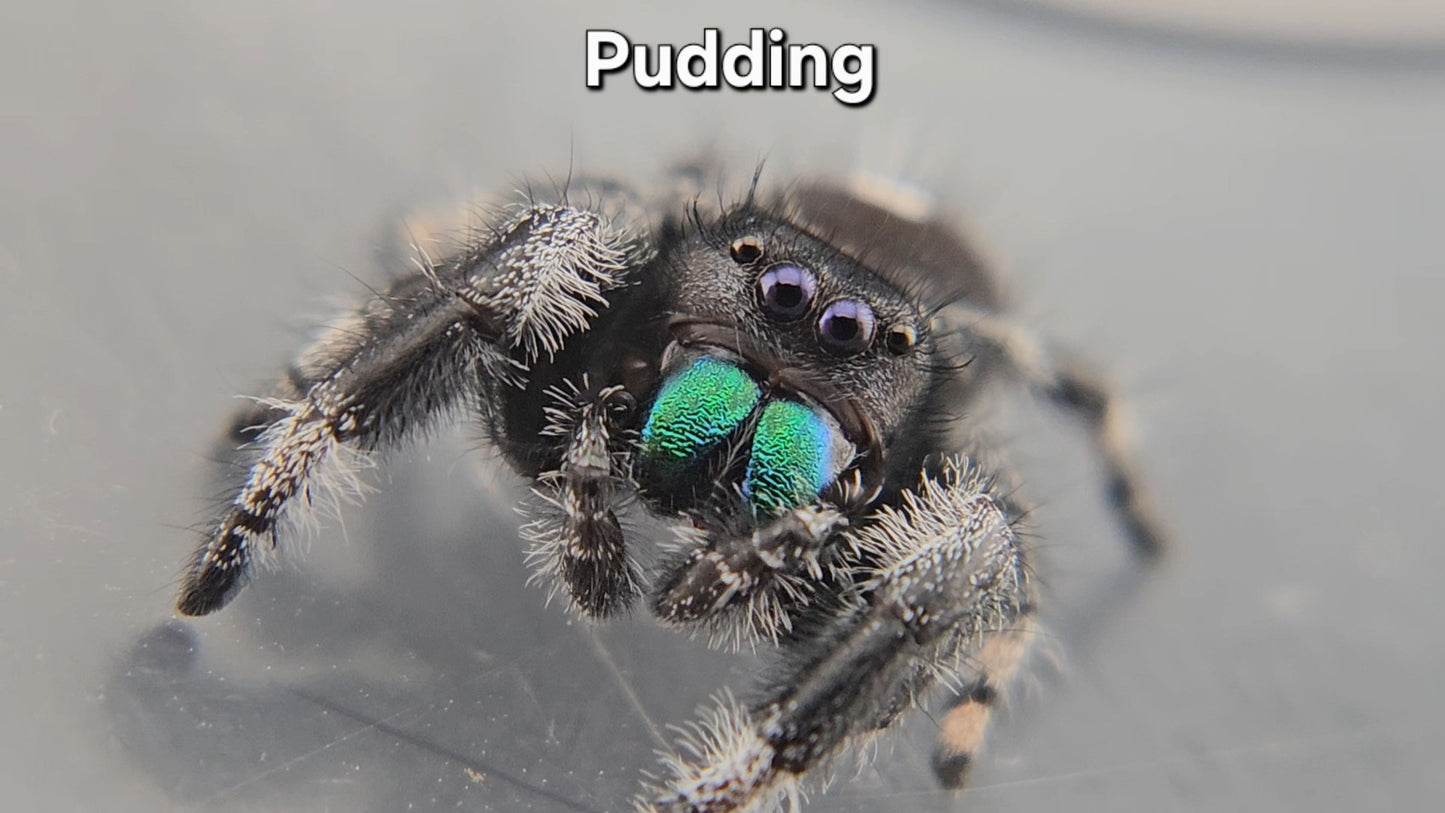 Pudding - Male Regal