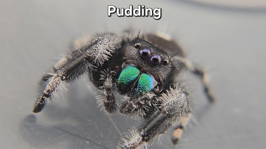 Pudding - Male Regal
