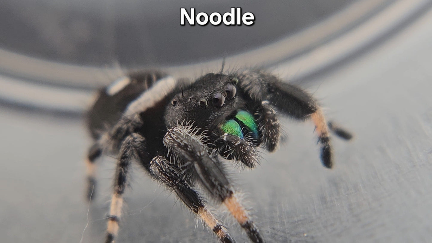 Noodle - Male Regal
