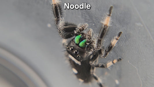 Noodle - Male Regal