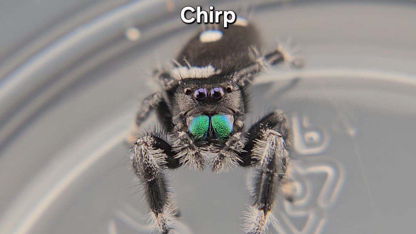 Chirp - Male Regal