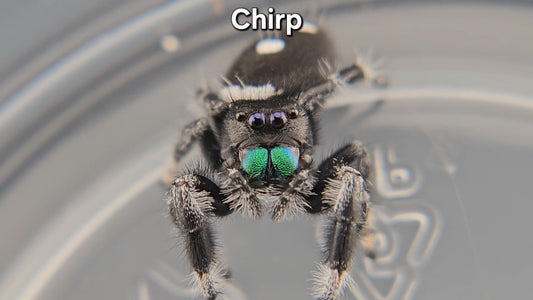Chirp - Male Regal