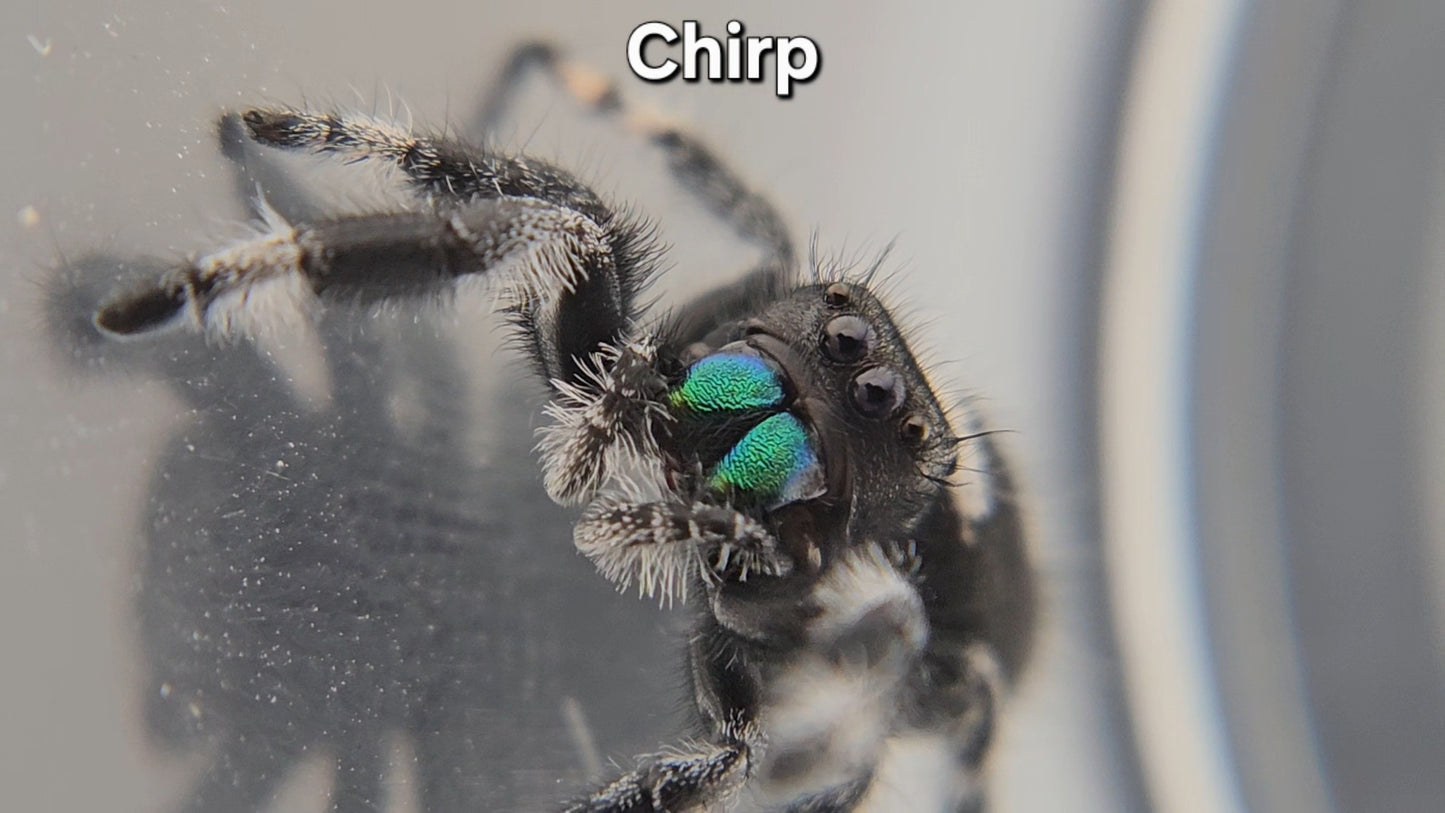Chirp - Male Regal