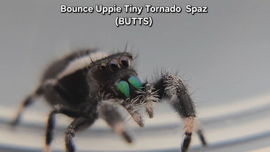 Bounce Uppie Tiny Tornado Spaz (BUTTS) - Male Regal