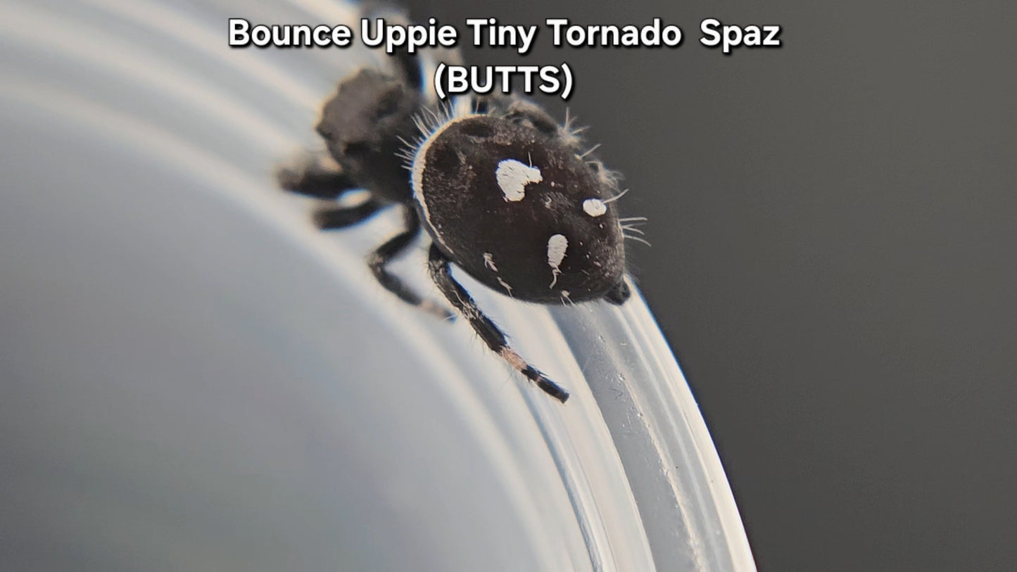 Bounce Uppie Tiny Tornado Spaz (BUTTS) - Male Regal