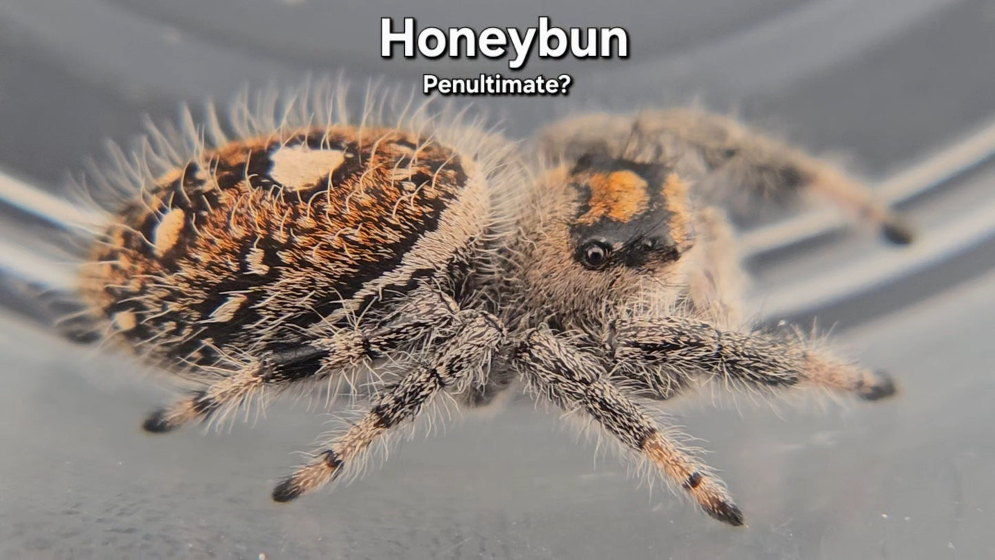 Honeybun - Female Regal (Penultimate?)