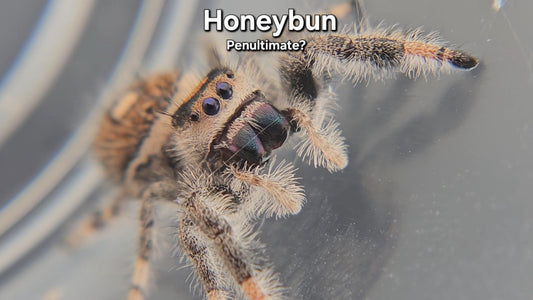 Honeybun - Female Regal (Penultimate?)