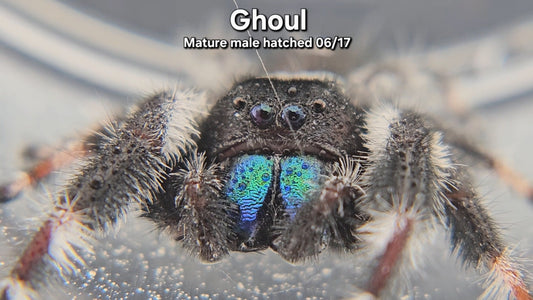 Ghoul - Male Regal (Mature, Hatched 6/17)