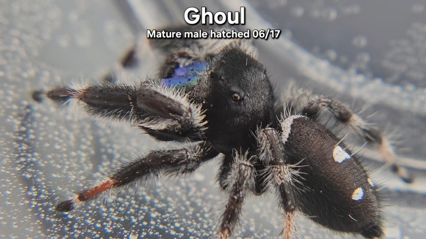 Ghoul - Male Regal (Mature, Hatched 6/17)