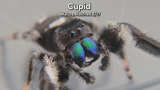 Cupid - Male Regal (Mature, Hatched 6/17)