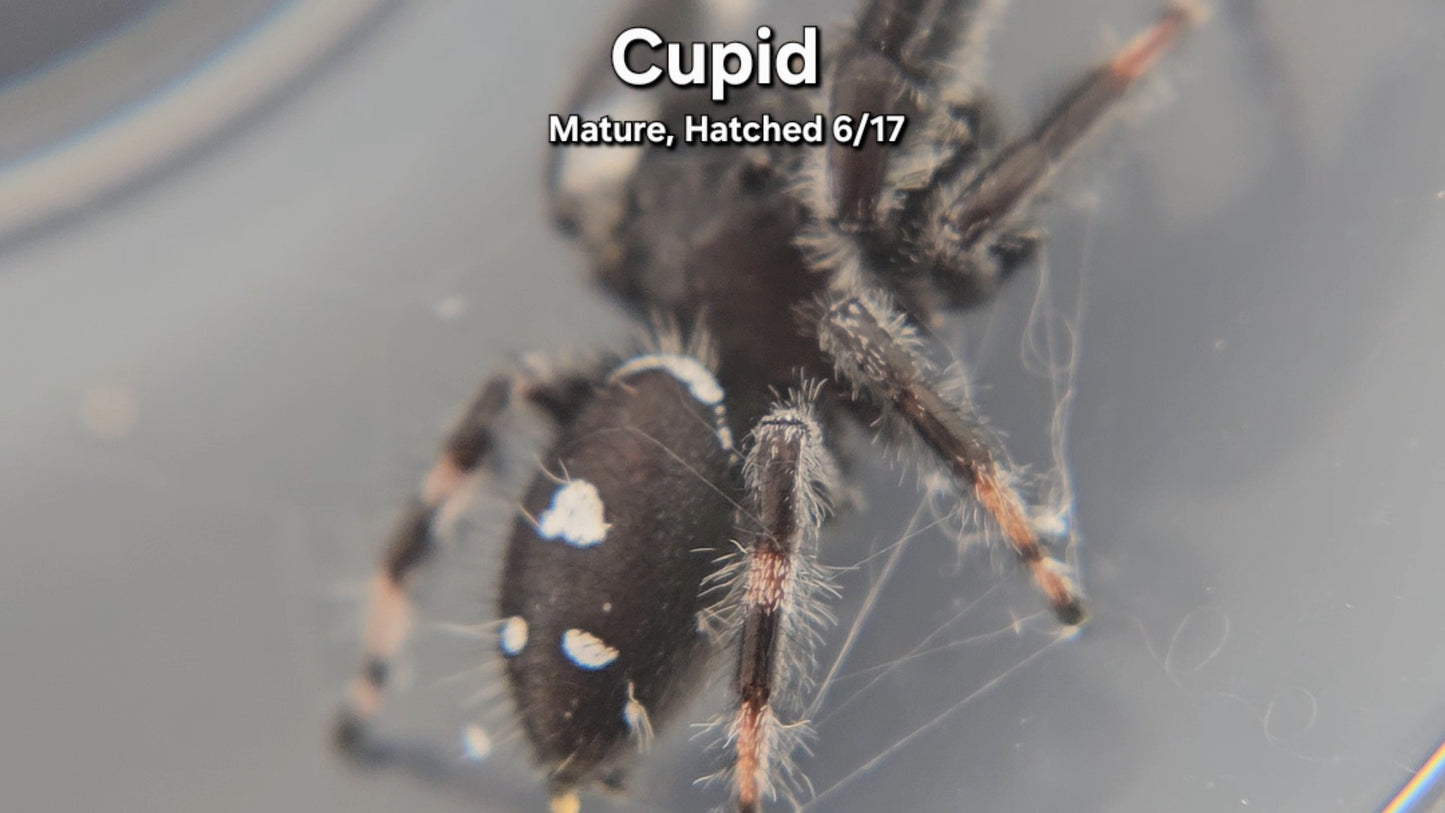 Cupid - Male Regal (Mature, Hatched 6/17)