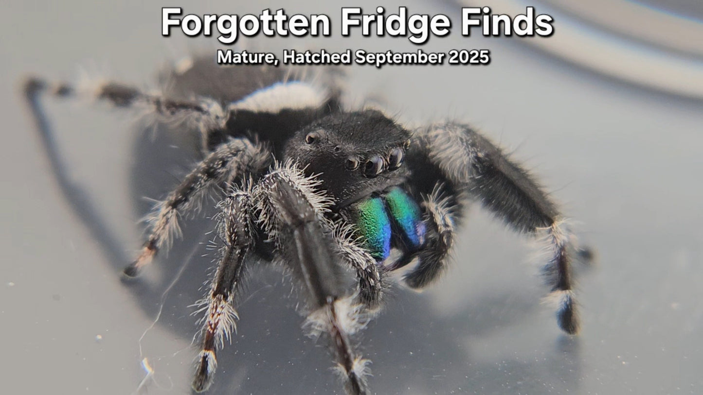 Forgotten Fridge Finds - Male Regal (Mature, Hatched September 2025)