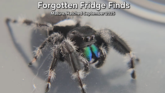 Forgotten Fridge Finds - Male Regal (Mature, Hatched September 2025)