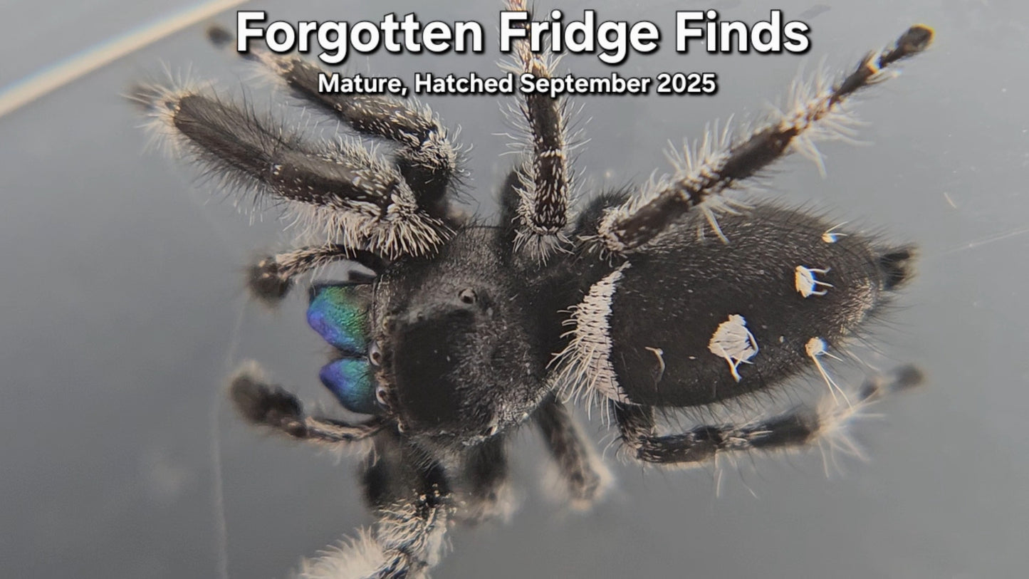 Forgotten Fridge Finds - Male Regal (Mature, Hatched September 2025)