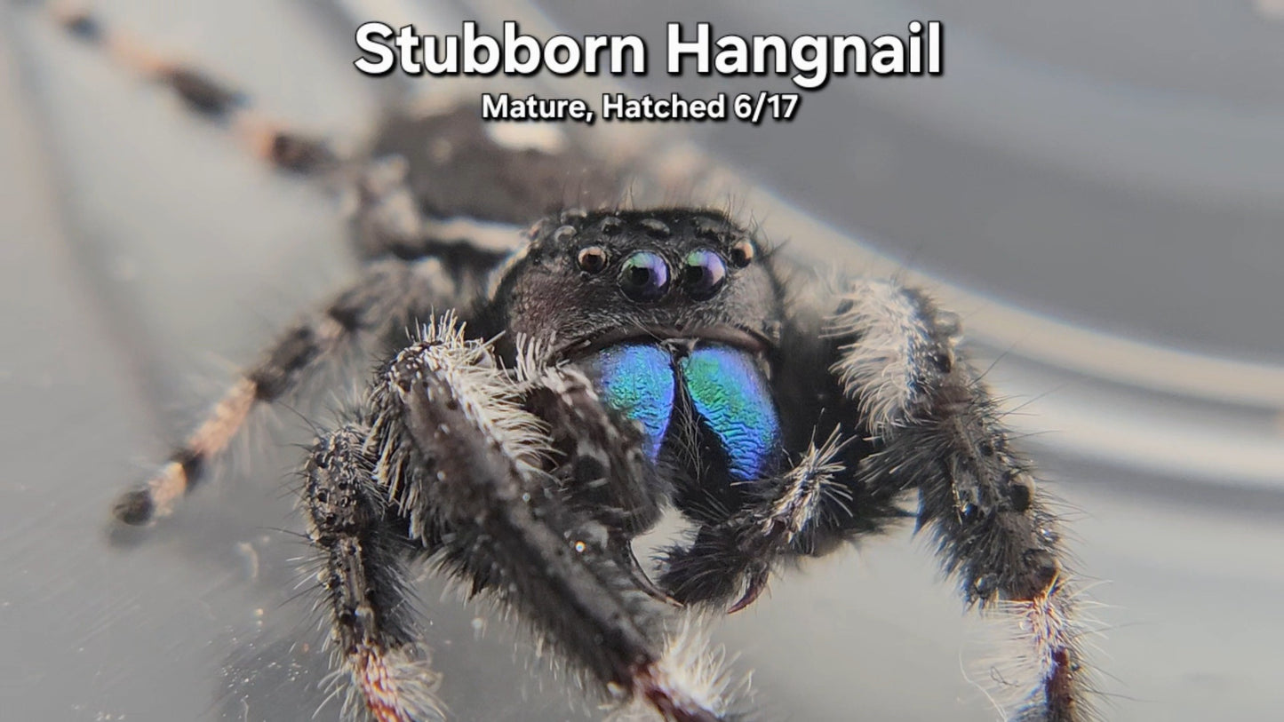Stubborn Hangnail - Male Regal (Mature, Hatched 6/17)