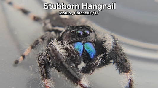 Stubborn Hangnail - Male Regal (Mature, Hatched 6/17)