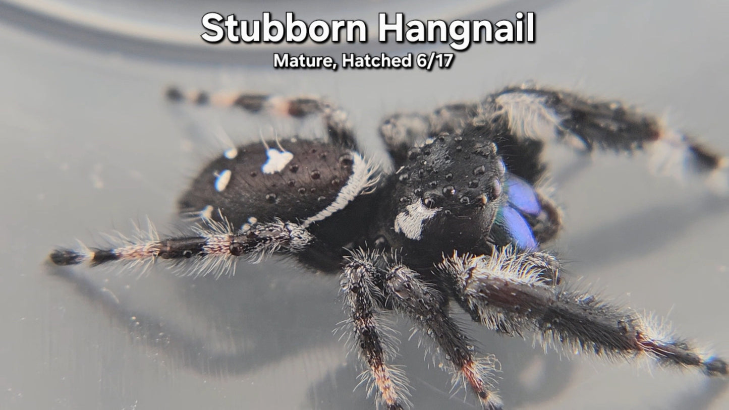 Stubborn Hangnail - Male Regal (Mature, Hatched 6/17)