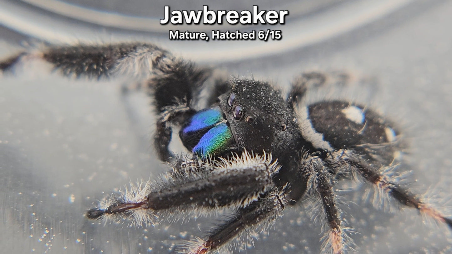 Jawbreaker - Male Regal (Mature, Hatched 6/15)