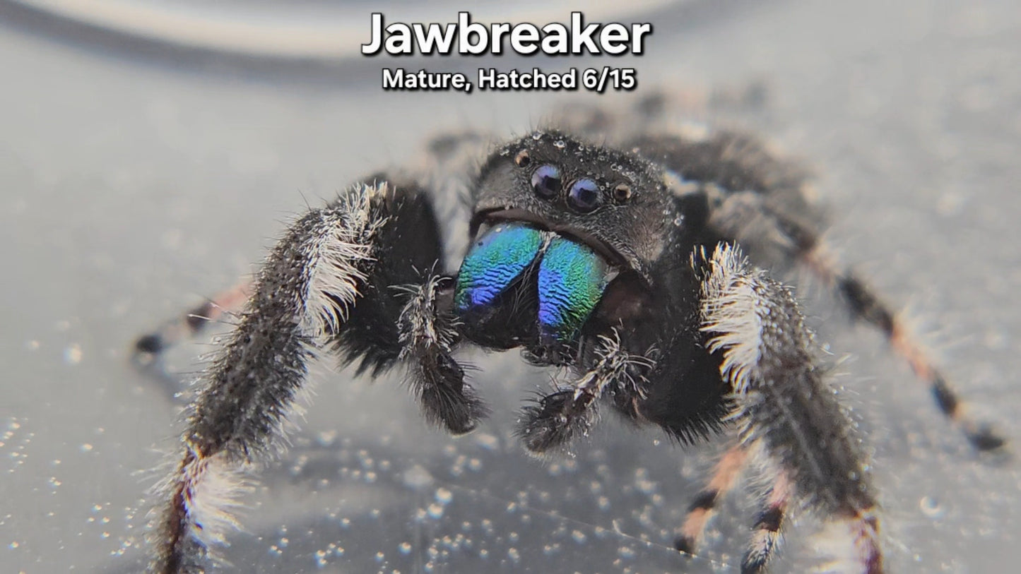 Jawbreaker - Male Regal (Mature, Hatched 6/15)