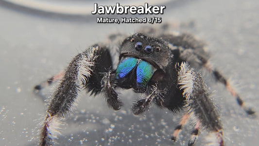 Jawbreaker - Male Regal (Mature, Hatched 6/15)
