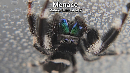 Menace - Male Regal (Mature, Hatched 6/17)