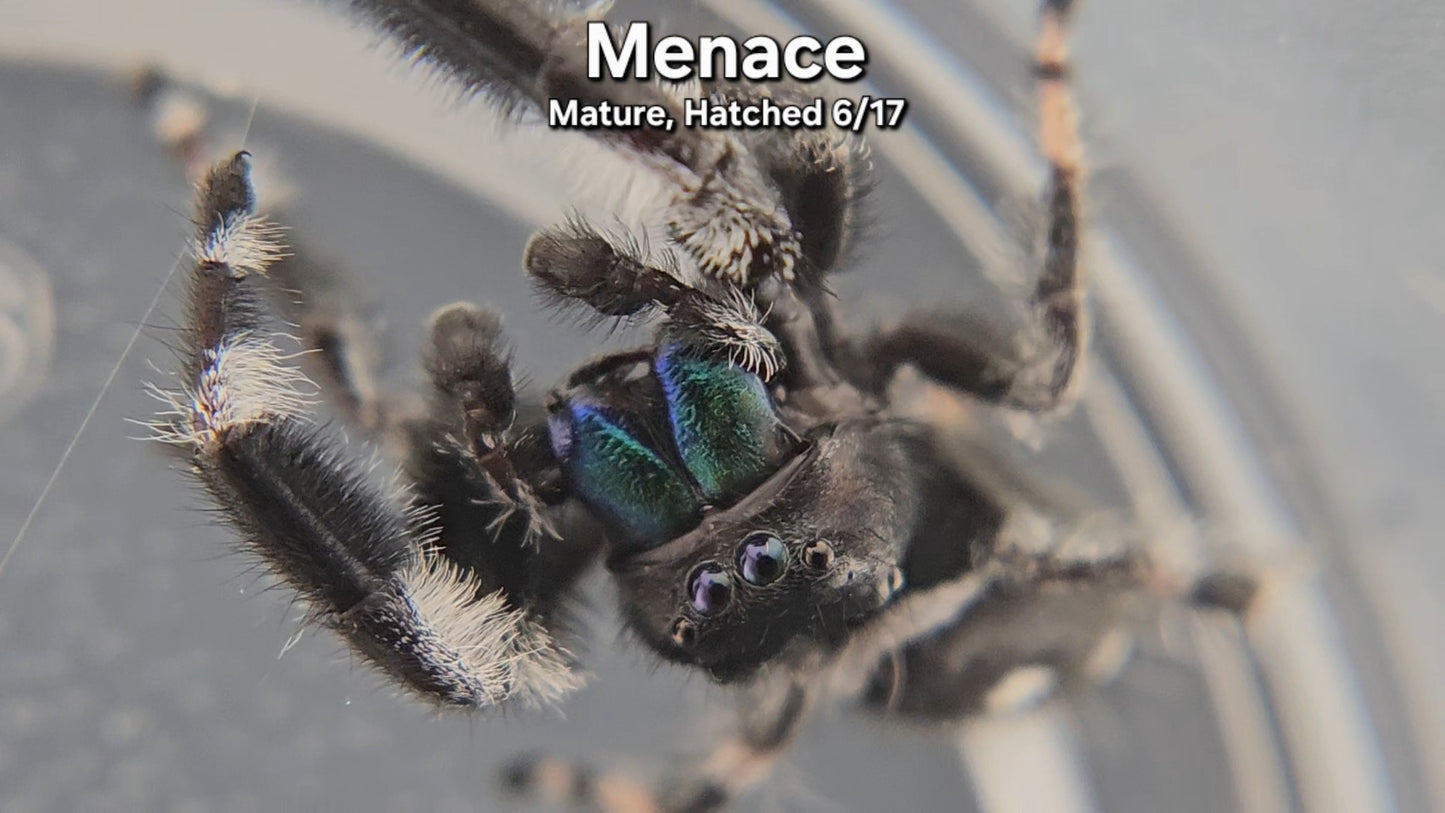 Menace - Male Regal (Mature, Hatched 6/17)