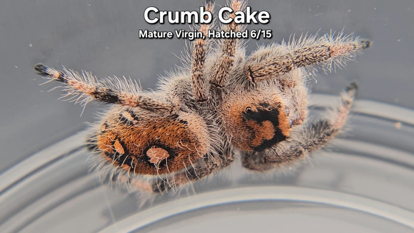 Crumb Cake - Female Regal (Mature Virgin, Hatched 6/15)
