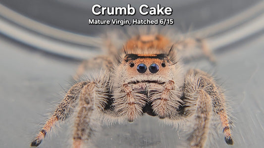 Crumb Cake - Female Regal (Mature Virgin, Hatched 6/15)