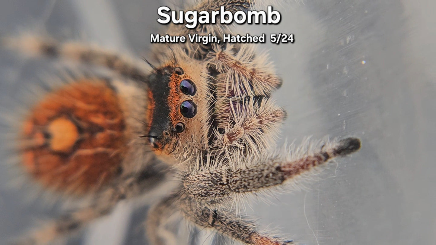 Sugarbomb - Female Regal (Mature Virgin, Hatched 5/24)