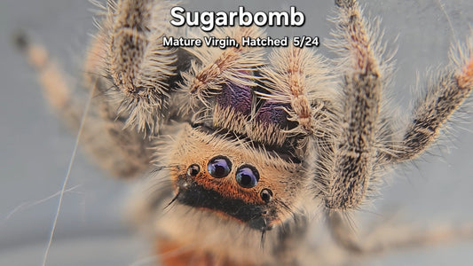 Sugarbomb - Female Regal (Mature Virgin, Hatched 5/24)