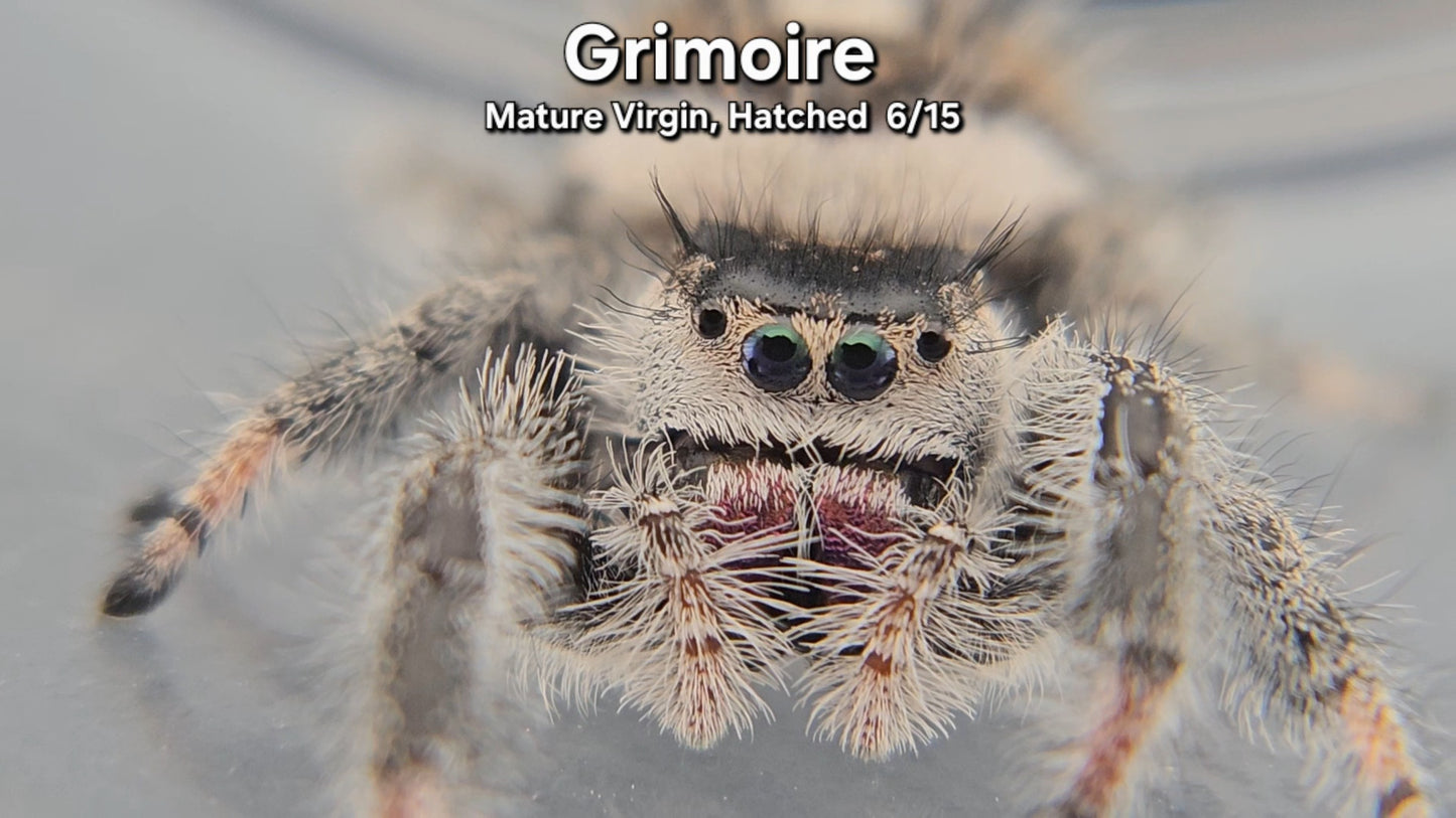 Grimoire - Female Regal (Mature Virgin, Hatched 6/15)