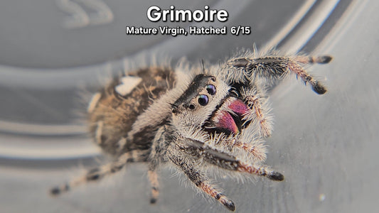 Grimoire - Female Regal (Mature Virgin, Hatched 6/15)