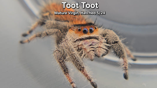 Toot Toot - Female Regal (Mature Virgin Hatched 5/24)
