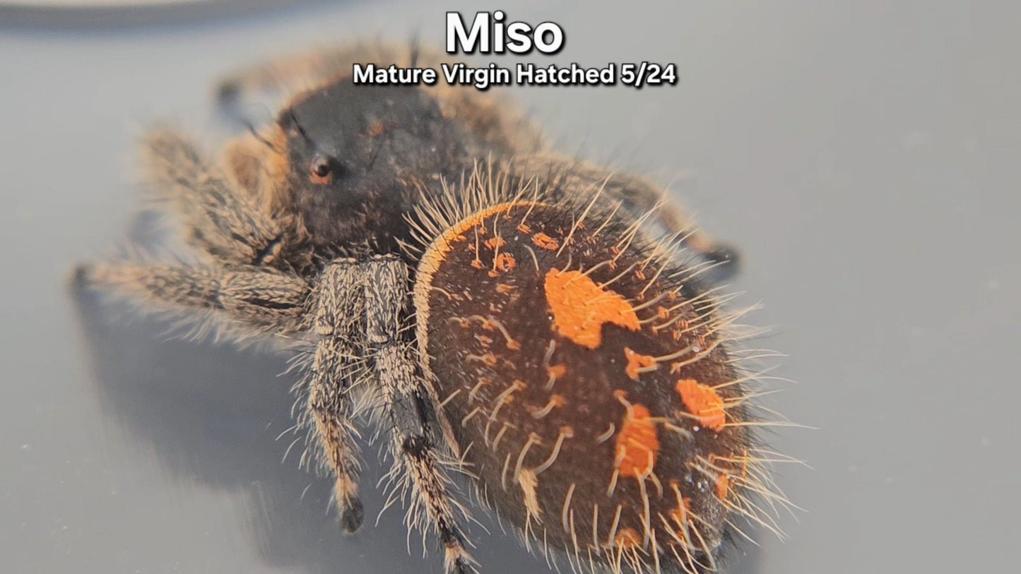 "Miso" Female Regal - Mature Virgin Hatched 5/24
