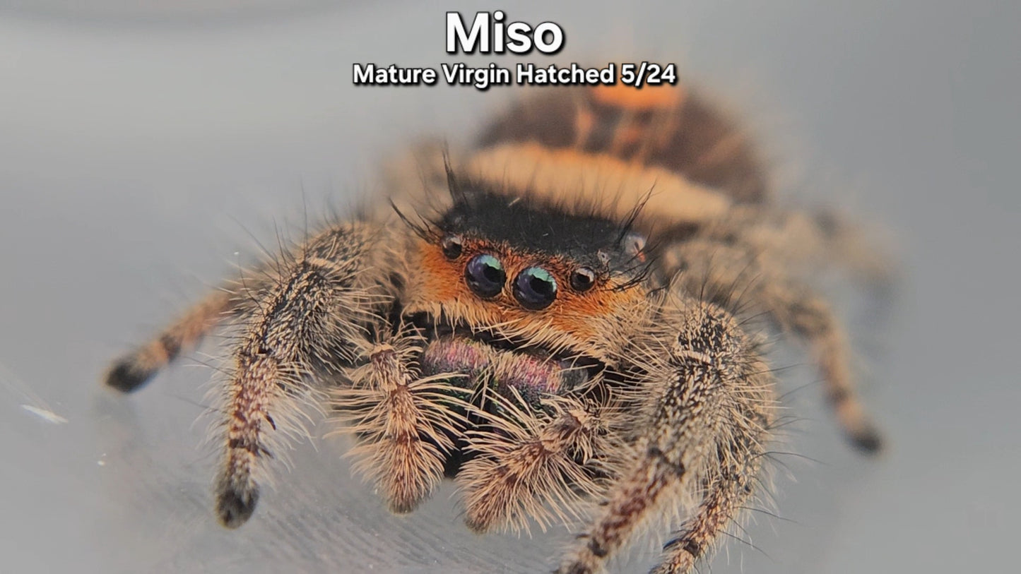 "Miso" Female Regal - Mature Virgin Hatched 5/24