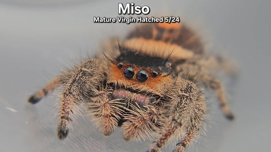 "Miso" Female Regal - Mature Virgin Hatched 5/24