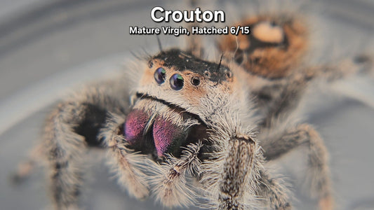 "Crouton" Female Regal - Mature Virgin Hatched 6/15
