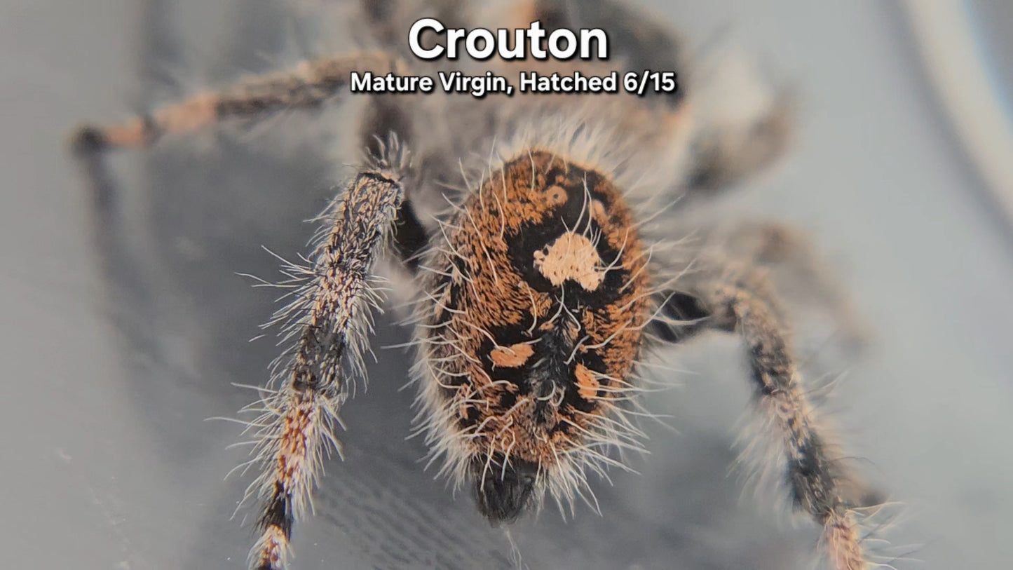 "Crouton" Female Regal - Mature Virgin Hatched 6/15