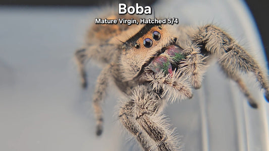 "Boba" Female Regal - Mature Virgin Hatched 5/4