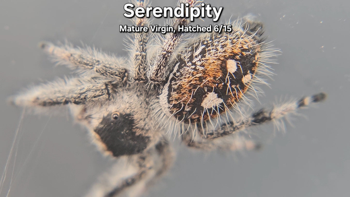 "Serendipity" Female Regal - Mature Virgin Hatched 6/15
