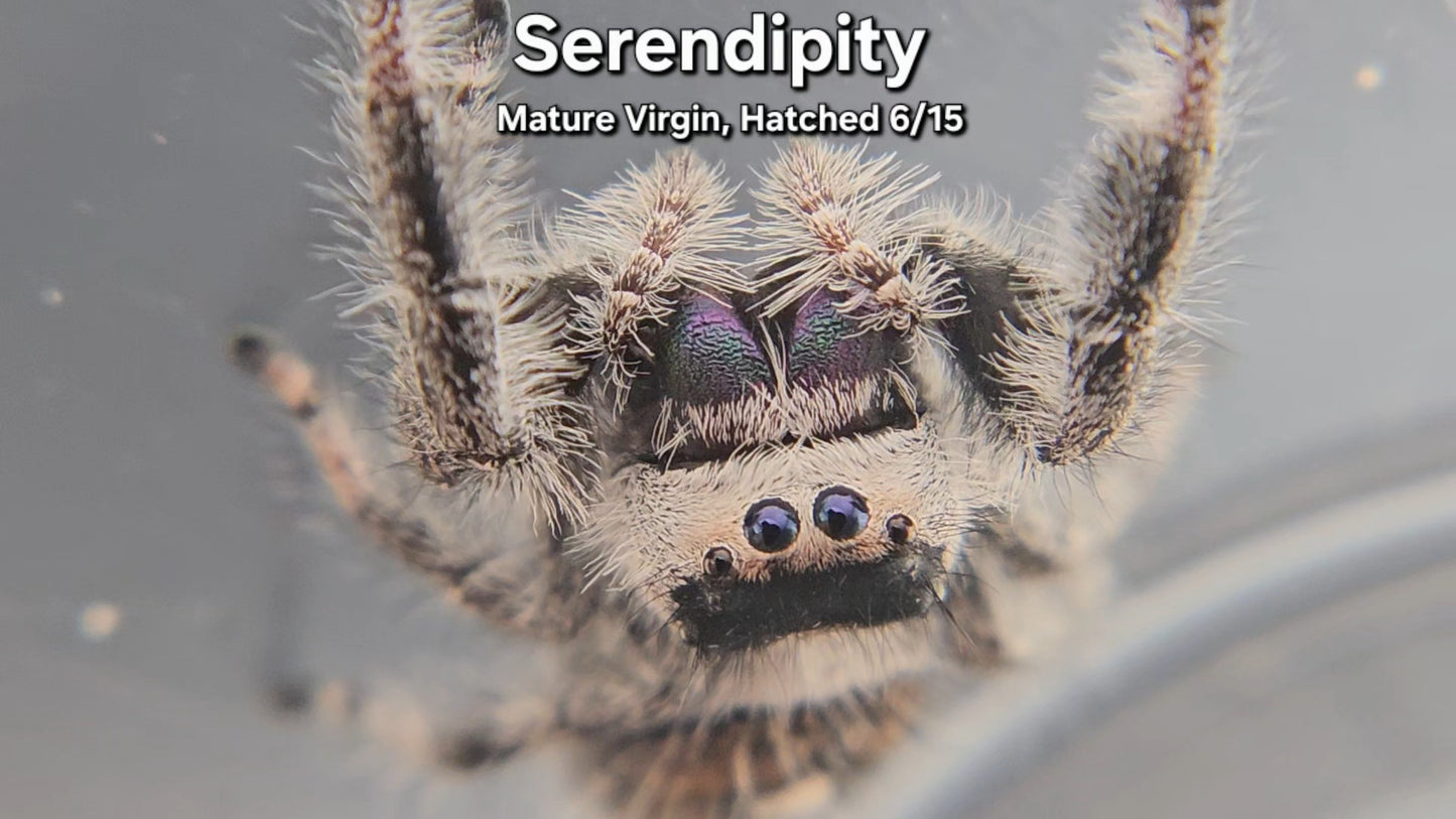 "Serendipity" Female Regal - Mature Virgin Hatched 6/15