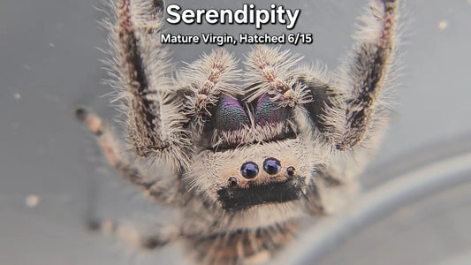 "Serendipity" Female Regal - Mature Virgin Hatched 6/15